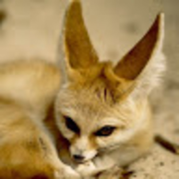 fennecfoxwinter